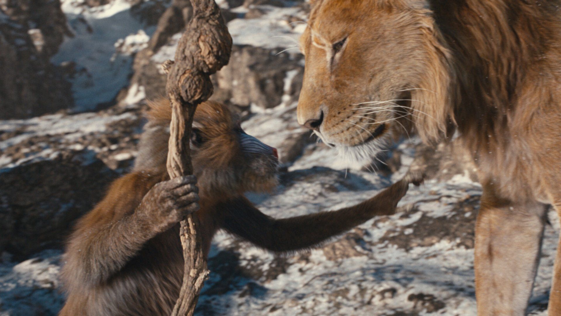 Студия Disney показала трейлер фильма «Муфаса: Король лев»